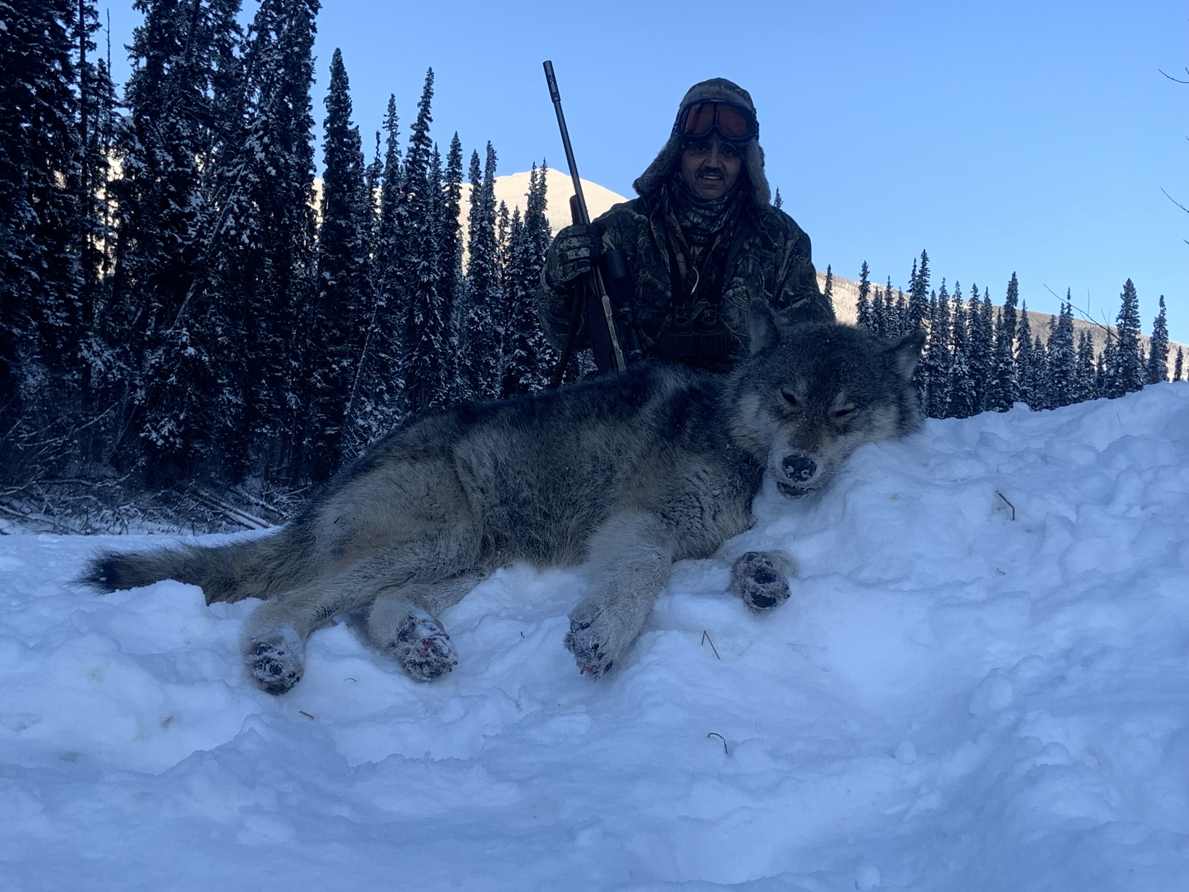 Wolf Hunting Trapline Adventures Hunt Photo Gallery Circle M Outfitters